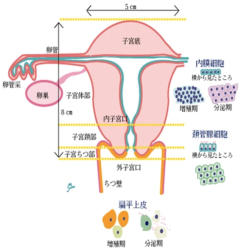 子宮体がん