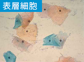 表層細胞（＝エストロゲン優位）
